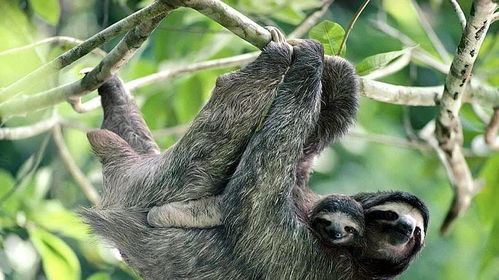 杭州咖啡店惊现15万天价树懒出逃，背后真相令人咋舌