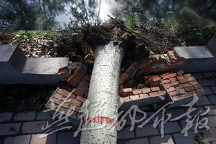 惊魂！3女子避暑购房竟遭大树突袭，1死2伤背后隐藏多少无奈?