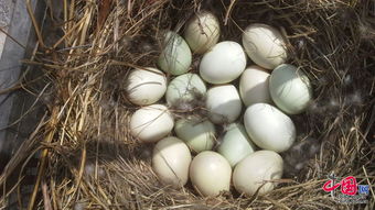 破损的鸟蛋照片