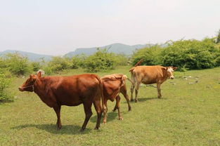 牛用药能给人用？背后真相令人震惊！