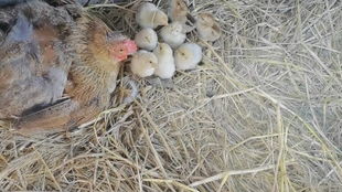 马天宇的‘鸡场梦’：三四百只鸡背后的田园生活