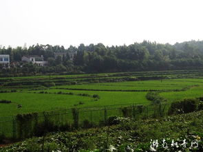 美丽的田园风景