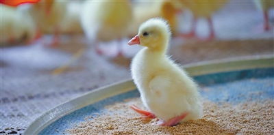 男子与两子认亲故事背后的辛酸历程