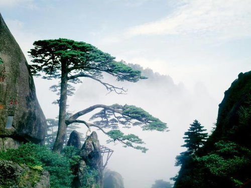 黄山迎客松被传是假树，真相究竟如何？