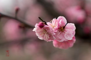 去桃花盛开之地开启抖音直播之旅