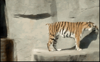 震惊！高兴夫被查，背后真相令人深思