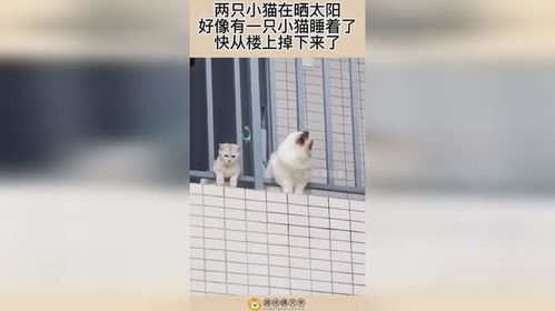 刘浩存镜头下万物皆可爱，她的独特视角真迷人！