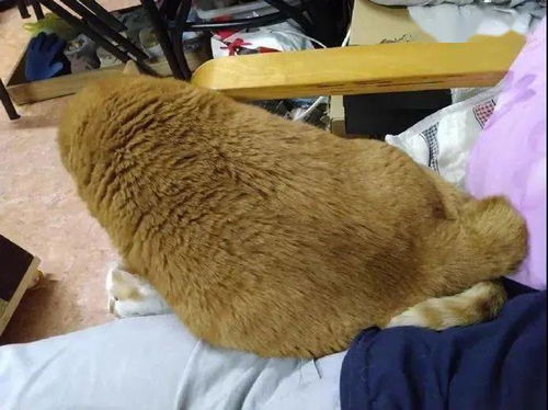 一只可爱的橘猫躺在沙发上晒太阳