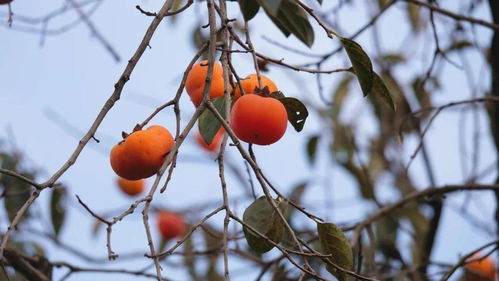 成熟的柿子挂在枝头