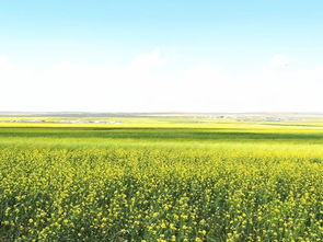 中方对加拿大出手后，转身向澳大利亚购买油菜籽内幕大揭秘