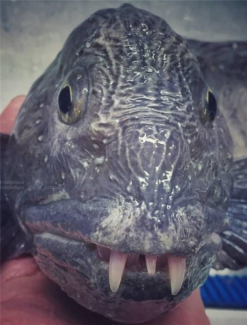 日本冲绳惊现恐怖怪鱼，面目狰狞令人胆寒