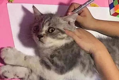 震惊！又现校园虐猫事件，这次是银川高级中学的学生？