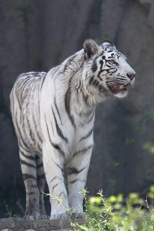 董宇辉再出奇招！以武松口吻给老虎写信，背后故事令人深思