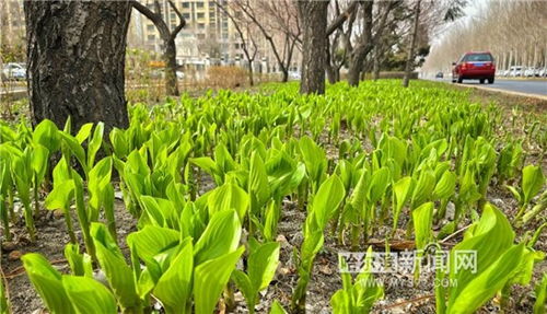台湾网红馆长被横琴绿化惊艳，直呼生活太美好