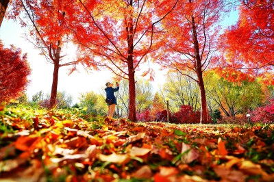 秋日里的琥珀色调，独特视角下的季节之美