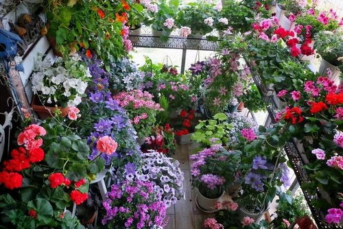 天竺葵 - 2 无人机