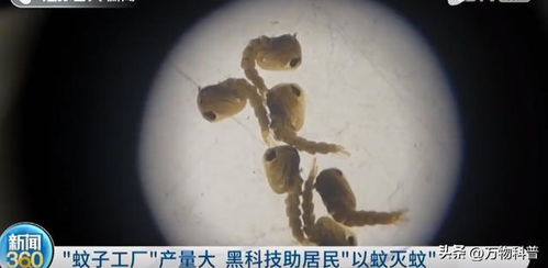 全球‘最毒’蚊子批量北上，背后真相令人担忧！