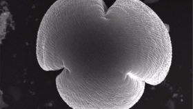 豆芽的微观结构