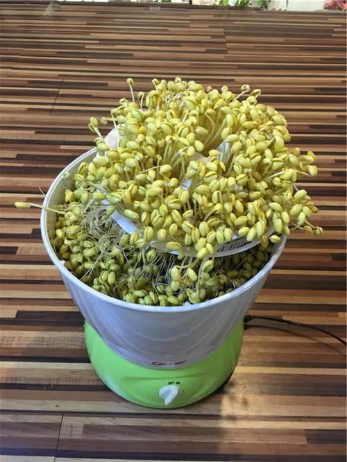 无根豆芽是用激素催生？吃了真的会致癌吗？