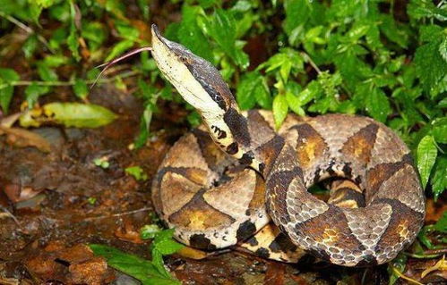 男子偶遇五步蛇与竹叶青争斗，不慎被误伤