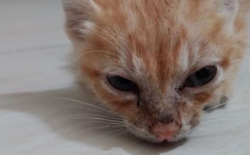 惊天乌龙！3万金镯子竟被自家猫推进垃圾桶给扔了