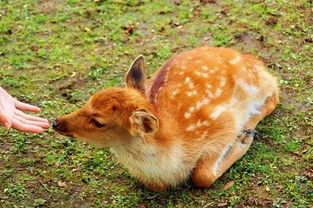 奔跑的小鹿象征着00后在股市中的活力