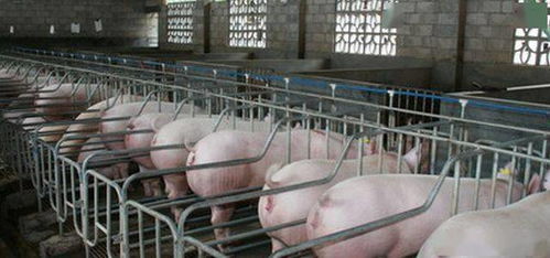 消防员为120头中暑生猪喷水降温，场面超燃