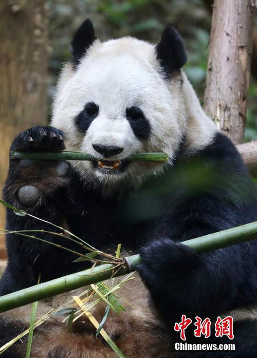 给大熊猫送冰块就无法送竹子？这是谣言！
