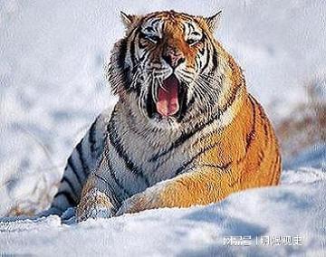 湖北村民勇退老虎，惊险遭遇引关注