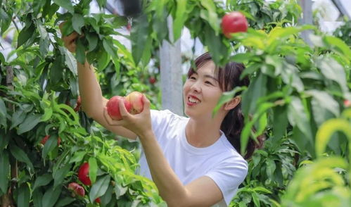 新鲜的黄冠梨展示