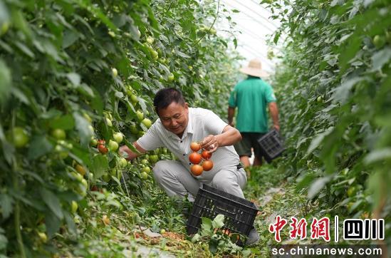 丰收时节，特色农产品助力农民增收之路