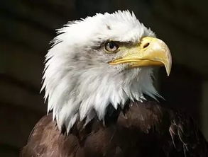 特朗普赠礼背后：不同对象不同待遇引关注