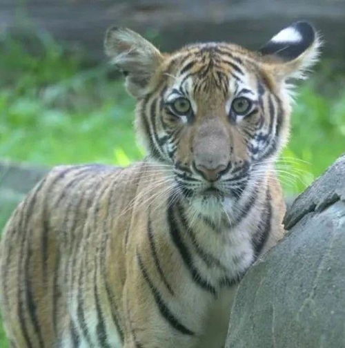 华南虎再现湖北伤人？官方回应引争议