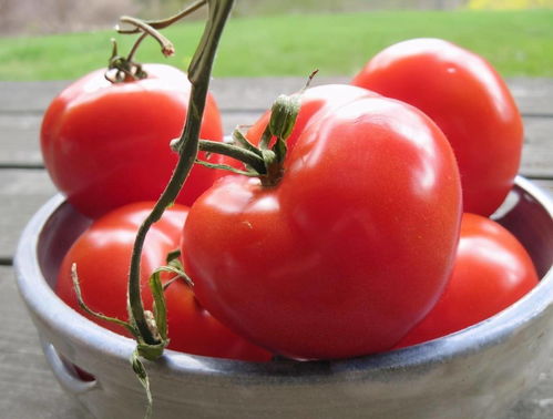 老番茄获奖照片