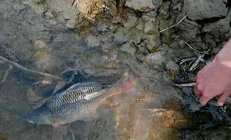 男子钓鱼钓起大鱼，背后故事真不少！