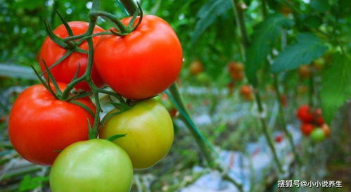 老番茄参加活动的照片