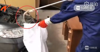 被五步蛇和竹叶青咬伤有多凶险？这些案例告诉你真相！