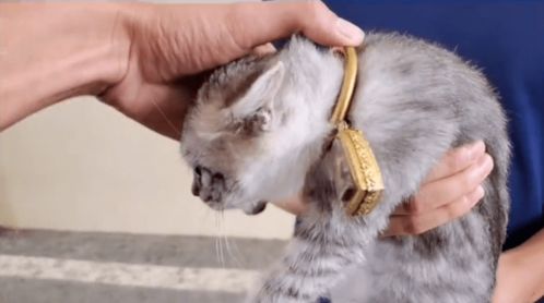 3万金镯子被猫推进垃圾桶后的离奇经历