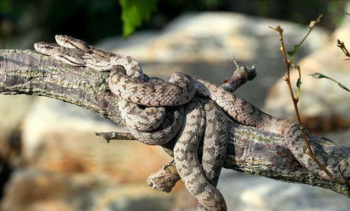 被两种蛇咬伤的大叔血清过敏，这背后的故事太惊险！