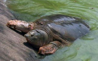 斑鳖悬赏20万，志愿者寻觅无果盼更多人加入