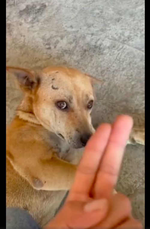 女子点'拼好饭'遭骑手辱骂 称其为狗饭