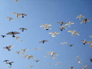 和平鸽象征和平