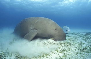 全球最古老海洋哺乳动物现身南海，科研新突破！