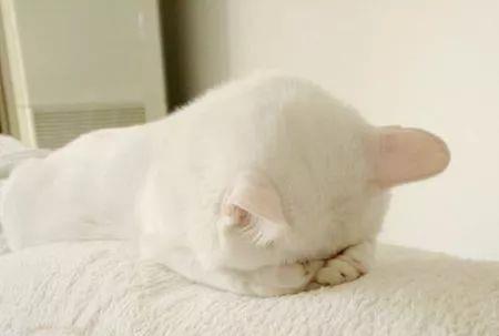 8月21日乐子内容限定：那些让你捧腹大笑的小趣事