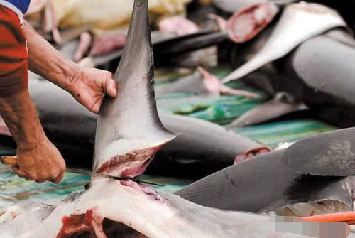 技术人员研究谍鱼