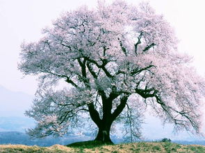白鹿张鑫：梦回白月梵星背后的真相大揭秘
