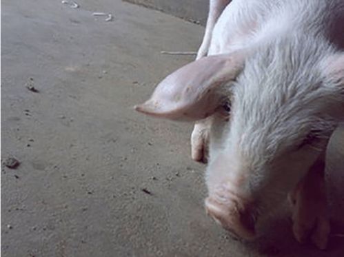 猪价跌入'6元时代',养猪人何去何从?