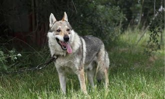 人们在积极搜寻跑失的“狼犬”