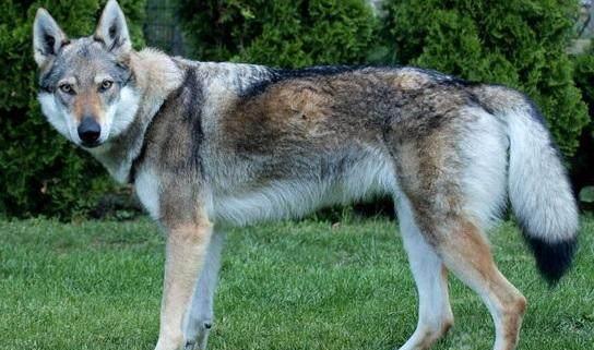 陕西榆林养殖场狼犬出逃，镇政府出手抓捕