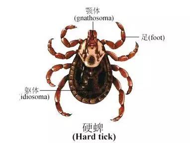 网红八零徐姥姥被蜱虫咬后进ICU，背后真相令人揪心